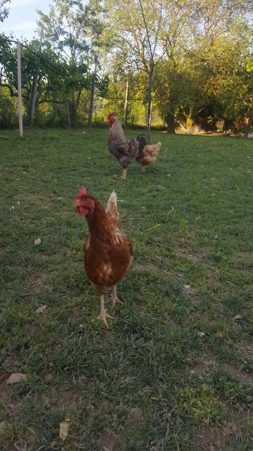 Agriturismo La Ginestrella Civitella D'Arna Dış mekan fotoğraf